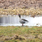 10.02.2024. Śladków. Wiosenna gęś gęgawa. / Fot. Jarosław Sułek - Radio Kielce
