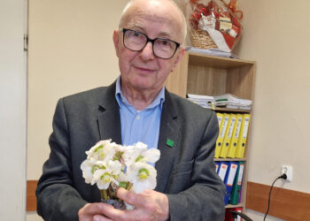 Ciemiernik – roślina godna nasadzeń na działkach i w ogrodach - Radio Kielce