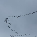 10.02.2024. Przylot gęsi zbożowych z południowych zimowisk. / Fot. Jarosław Sułek - Radio Kielce