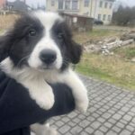 Na zdjęciu: szczeniaczek Pani Moniki / Fot. Grażyna Szlęzak - Radio Kielce