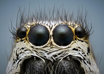 Wielkie oczy pająka przyniosły wygraną fotografowi z Końskich