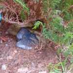 Fot. Świętokrzyska Policja