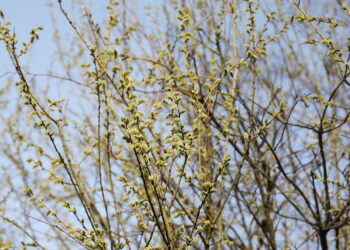 Najbliższe dni będą ciepłe. Wkrótce wzrośnie jednak zachmurzenie