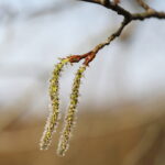 Wiosna, kwiaty, rośliny / Fot. Wiktor Taszłow - Radio Kielce