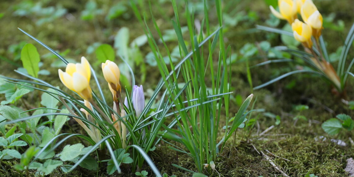 Wiosna, kwiaty, rośliny / Fot. Wiktor Taszłow - Radio Kielce