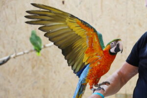 Kolorowe papugi nową atrakcją parku w Krajnie. Wśród nich rzadkie okazy