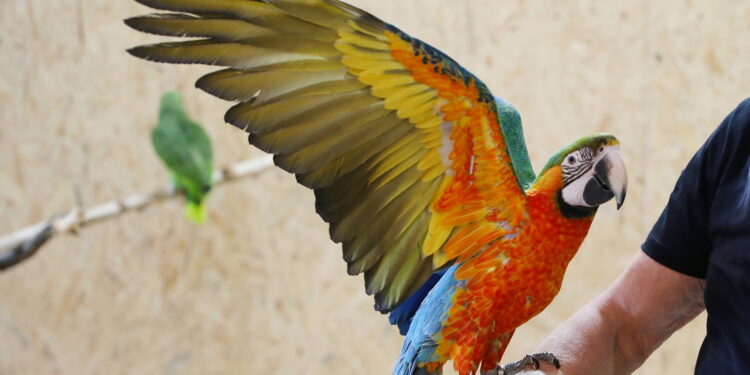 Kolorowe papugi nową atrakcją parku w Krajnie. Wśród nich rzadkie okazy
