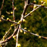 Gdzie ta wiosna? Przyrodnicy to sprawdzą