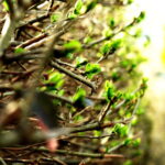 Wiosna, kwiaty, rośliny / Fot. Jarosław Kubalski - Radio Kielce