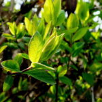 Wiosna, kwiaty, rośliny / Fot. Jarosław Kubalski - Radio Kielce