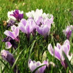 Wiosna, kwiaty, rośliny / Fot. Jarosław Kubalski - Radio Kielce