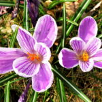 Wiosna, kwiaty, rośliny / Fot. Jarosław Kubalski - Radio Kielce