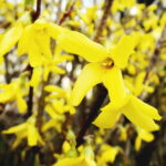 Wiosna, kwiaty, rośliny / Fot. Jarosław Kubalski - Radio Kielce