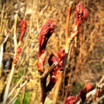 Wiosna, kwiaty, rośliny / Fot. Jarosław Kubalski - Radio Kielce