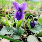 Wiosna, kwiaty, rośliny / Fot. Jarosław Kubalski - Radio Kielce