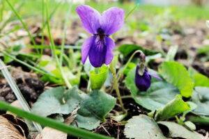 Wiosna, kwiaty, rośliny / Fot. Jarosław Kubalski - Radio Kielce