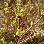 Wiosna, kwiaty, rośliny / Fot. Jarosław Kubalski - Radio Kielce