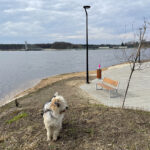 10.03.2024. Sielpia Wielka. Zalew / Fot. Magdalena Galas-Klusek – Radio Kielce