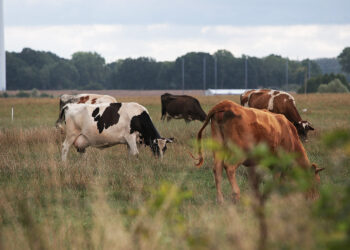 Ile kosztują zwierzęta hodowlane w Świętokrzyskiem?