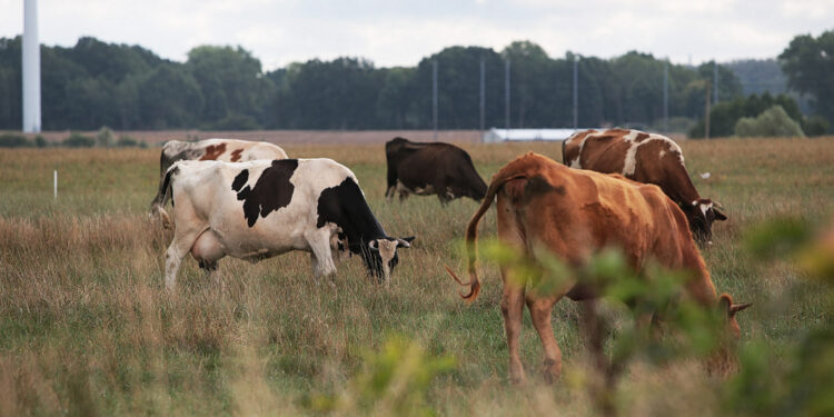 Ile kosztują zwierzęta hodowlane w Świętokrzyskiem?