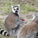 28.03.2024 Lisów. Zoo Leśne Zacisze. Karmienie lemurów / Fot. Jarosław Kubalski - Radio Kielce