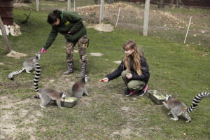 28.03.2024 Lisów. Zoo Leśne Zacisze. Karmienie lemurów / Fot. Jarosław Kubalski - Radio Kielce