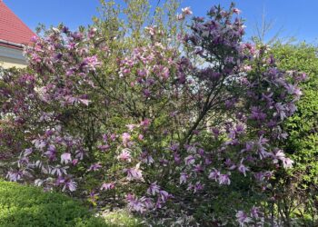 Najpiękniejsze są wiosną. Magnolie rozkwitły pełnią barw