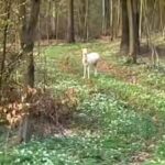 Na zdjęciu: zwierzę sfotografowane w okolicy Świętej Katarzyny / Fot. Na Drodze Świętokrzyskie - Facebook