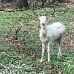 Na zdjęciu: zwierzę sfotografowane w okolicy Świętej Katarzyny / Fot. Na Drodze Świętokrzyskie - Facebook