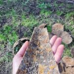 03.04.2024. Fragmenty zbroi husarskiej. Obojczyk bezpośrednio po odnalezieniu. Karwasz bezpośrednio po odnalezieniu / Fot. P. Chmielewski