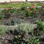 14.04.2024. Starachowice. Ogród społeczny / Fot. Uniwersytet Trzeciego Wieku Starachowice -Facebook