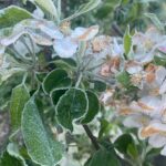 Po przymrozkach duże straty w sandomierskich sadach