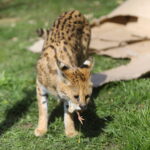08.04.2024. Zoo w Lisowie w gminie Morawica. Serwale sawannowe. / Fot. Wiktor Taszłow - Radio Kielce