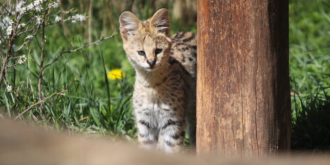 08.04.2024. Zoo w Lisowie w gminie Morawica. Serwale sawannowe. / Fot. Wiktor Taszłow - Radio Kielce