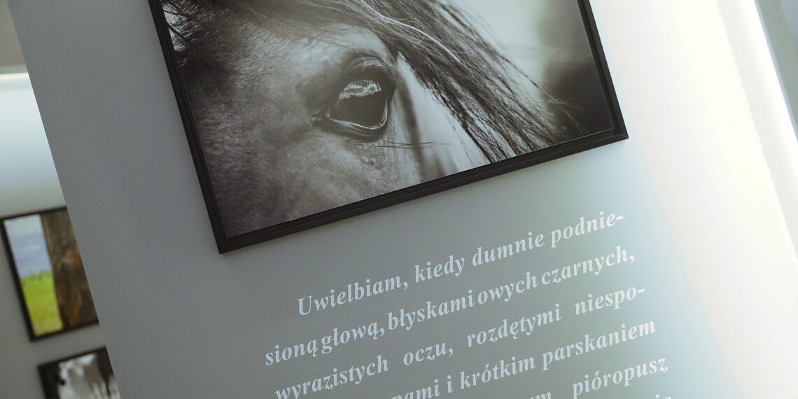 09.04.2024. Oblęgorek. Wystawa „Konie piękne i zuchwałe. Araby". / Fot. Wiktor Taszłow - Radio Kielce