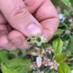 Przemarznięcia / Fot. Krzysztof Tworek