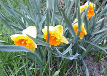 Narcyz – ulubiony kwiat wczesnej wiosny - Radio Kielce