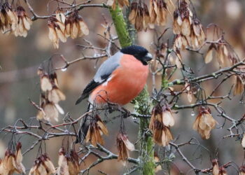 Gil o wiosennym poranku / Fot. Wiktor Taszłow – Radio Kielce