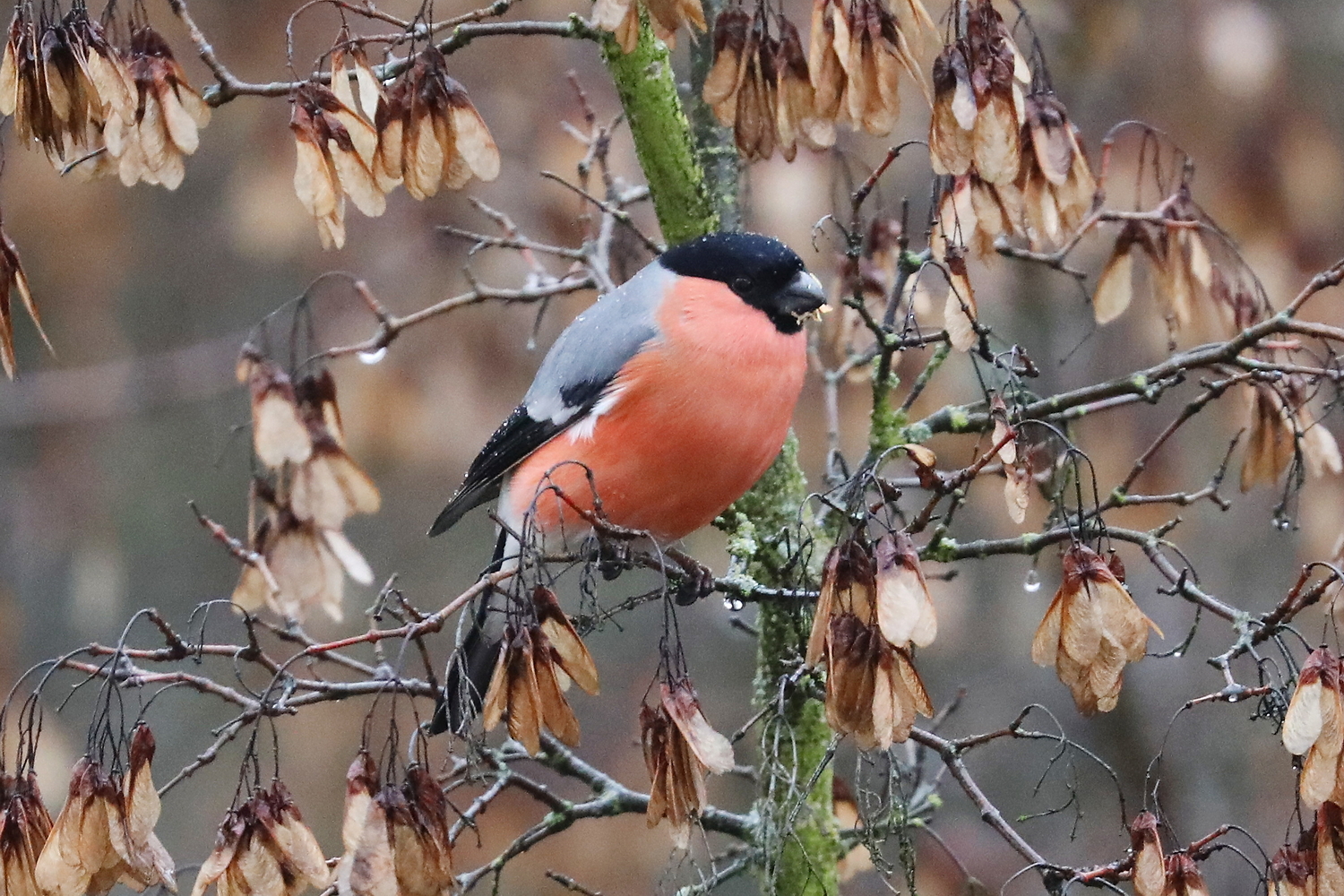 Jesienny spacer w poszukiwaniu gili. Gdzie ich szukać?