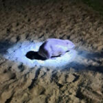 Policjanci pomogli bobrowi