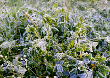 IMGW wydał ostrzeżenia przed przymrozkami dla 15 województw