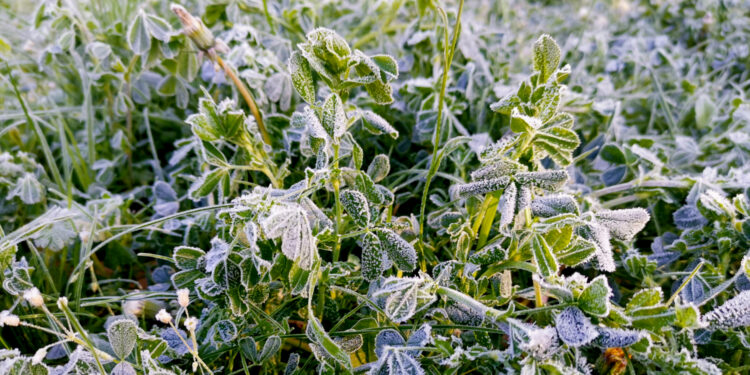 IMGW wydał ostrzeżenia przed przymrozkami dla 15 województw