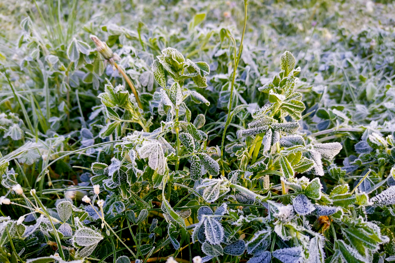 IMGW wydał ostrzeżenia przed przymrozkami dla 15 województw