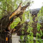 10.05.2024. Kielce. Przewrócone drzewo dawnym budynku Uniwersytetu Jana Kochanowskiego / Fot. Urząd Miasta Kielce