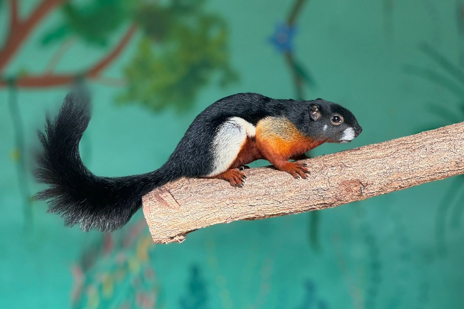 08.05.2024. Lisów. Zoo "Leśne Zacisze". Na zdjęciu: wiewiórka trójbarwna / Fot. Zoo "Leśne Zacisze"