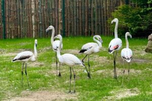 08.05.2024. Lisów. Zoo "Leśne Zacisze". Na zdjęciu: flamingi / Fot. Zoo "Leśne Zacisze"