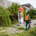 10.05.2024. Kielce. Przewrócone drzewo dawnym budynku Uniwersytetu Jana Kochanowskiego / Fot. Urząd Miasta Kielce
