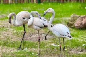 08.05.2024. Lisów. Zoo "Leśne Zacisze". Na zdjęciu: flamingi / Fot. Zoo "Leśne Zacisze"