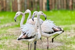 08.05.2024. Lisów. Zoo "Leśne Zacisze". Na zdjęciu: flamingi / Fot. Zoo "Leśne Zacisze"