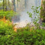 Olbrzymie niebezpieczeństwo pożarowe. Leśnicy cały czas dyżurują - Radio Kielce 17.05.2024. Snochowice. Pożar lasu / Fot. mł. bryg. Mariusz Czapelski - Komenda Powiatowa Państwowej Straży Pożarnej w Końskich